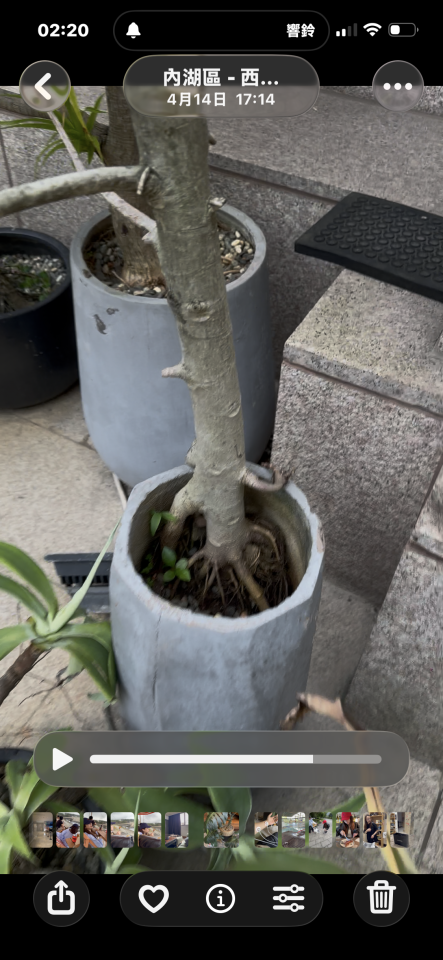 園藝維護案件圖片