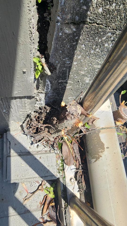 園藝維護案件圖片