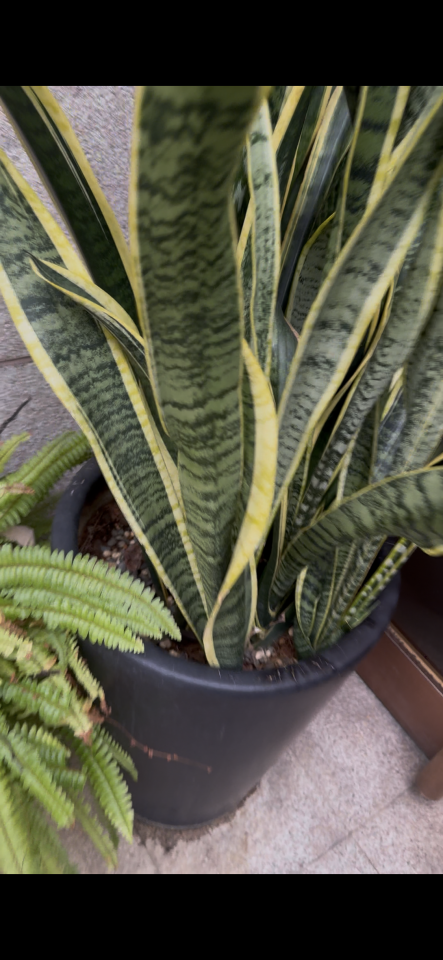 園藝維護案件圖片