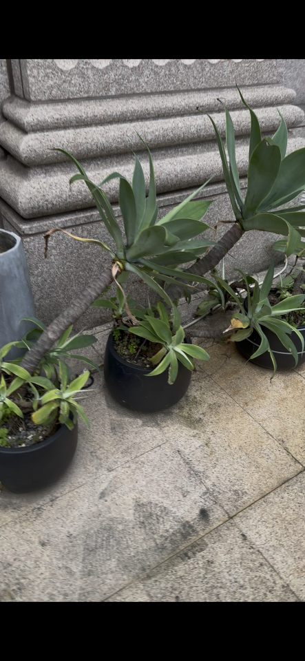 園藝維護案件圖片