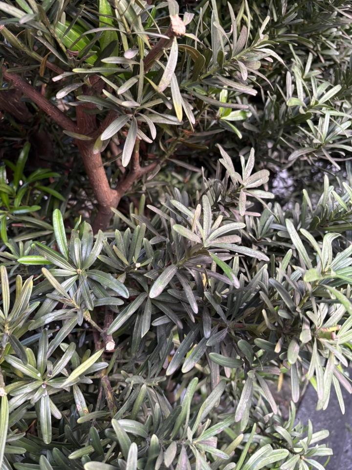 植物診療師案件圖片