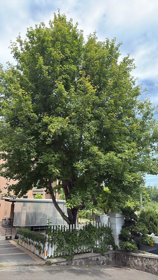 園藝維護案件圖片