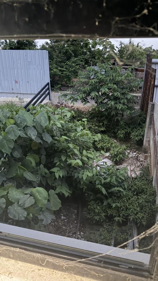 園藝維護案件圖片