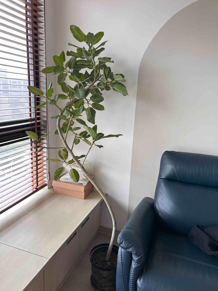 家具搬運案件圖片