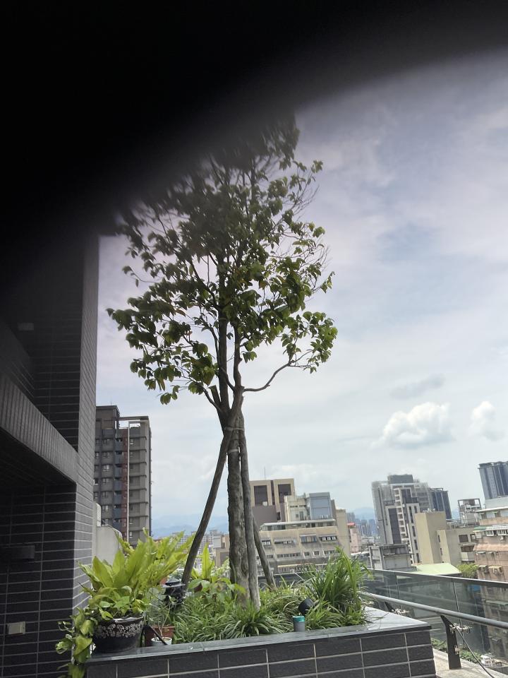 園藝維護案件圖片