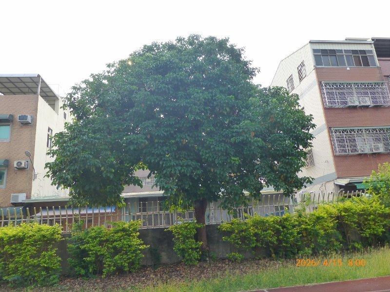 園藝維護案件圖片