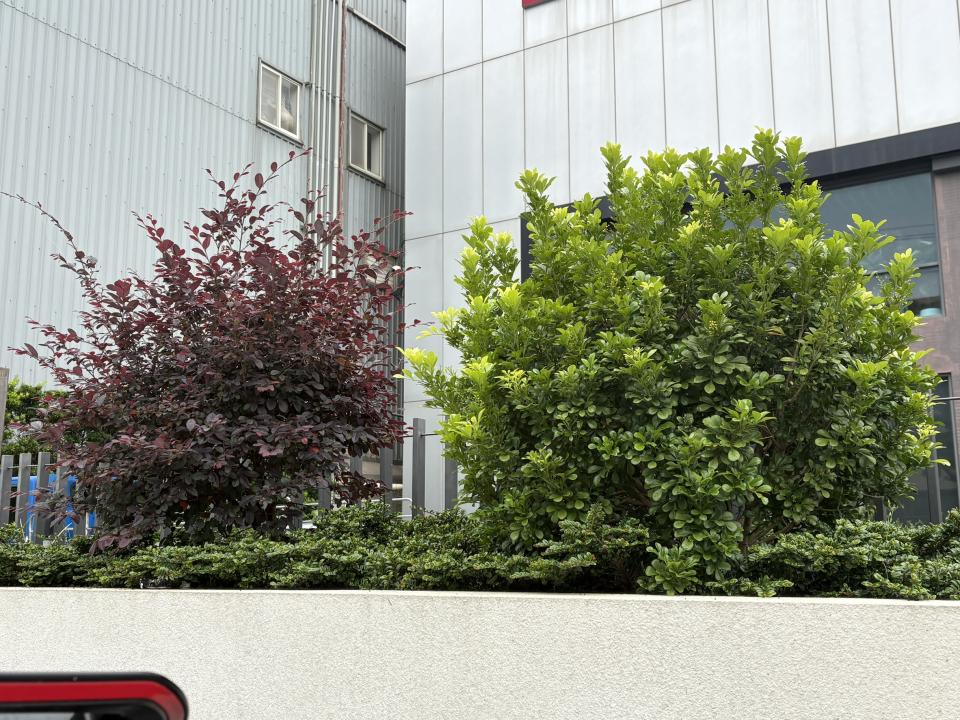 園藝維護案件圖片