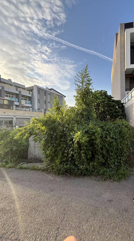 園藝維護案件圖片