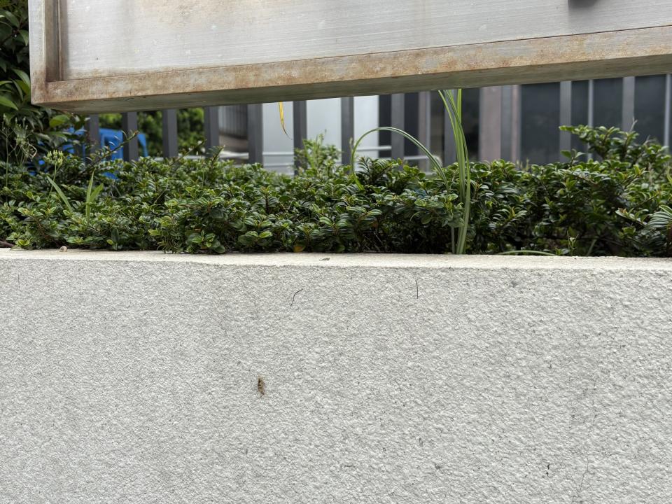 園藝維護案件圖片