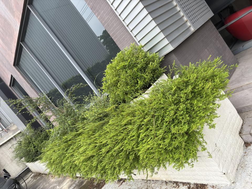 園藝維護案件圖片