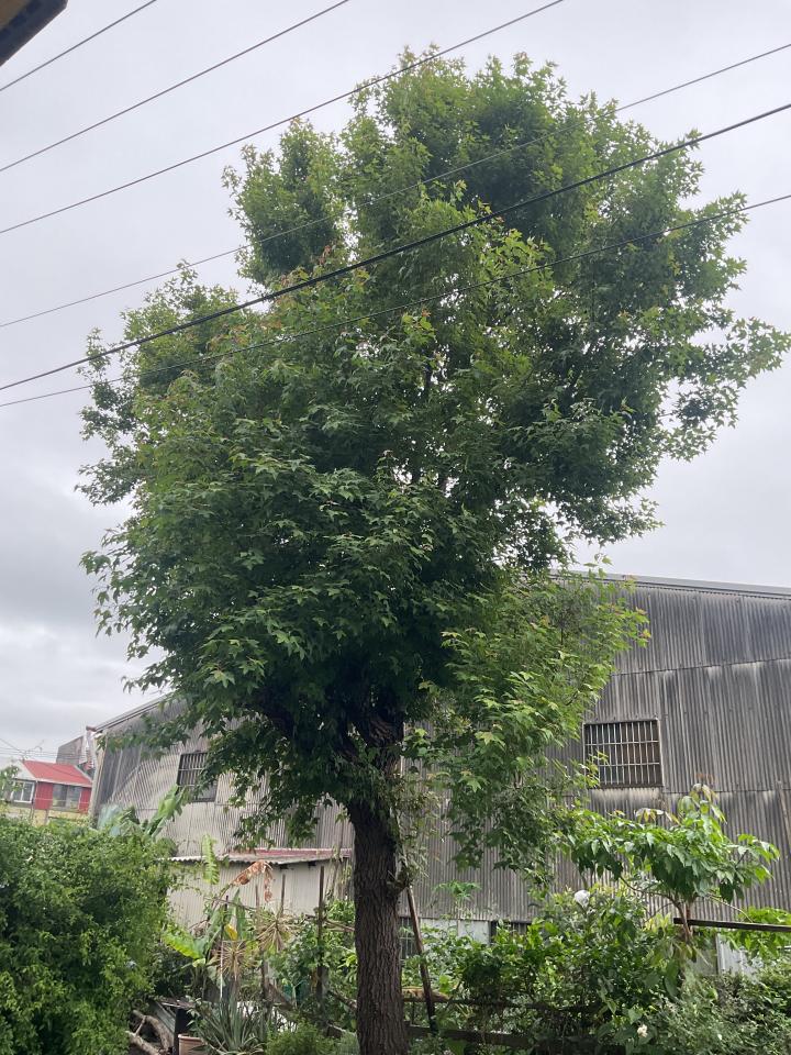 園藝維護案件圖片