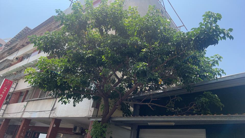 園藝維護案件圖片