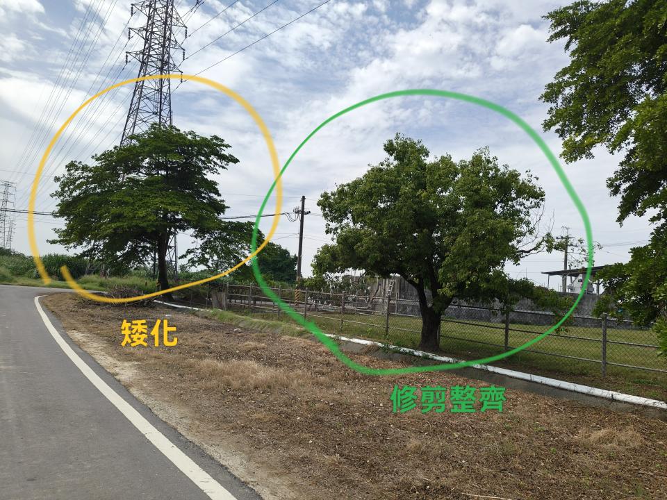 園藝維護案件圖片