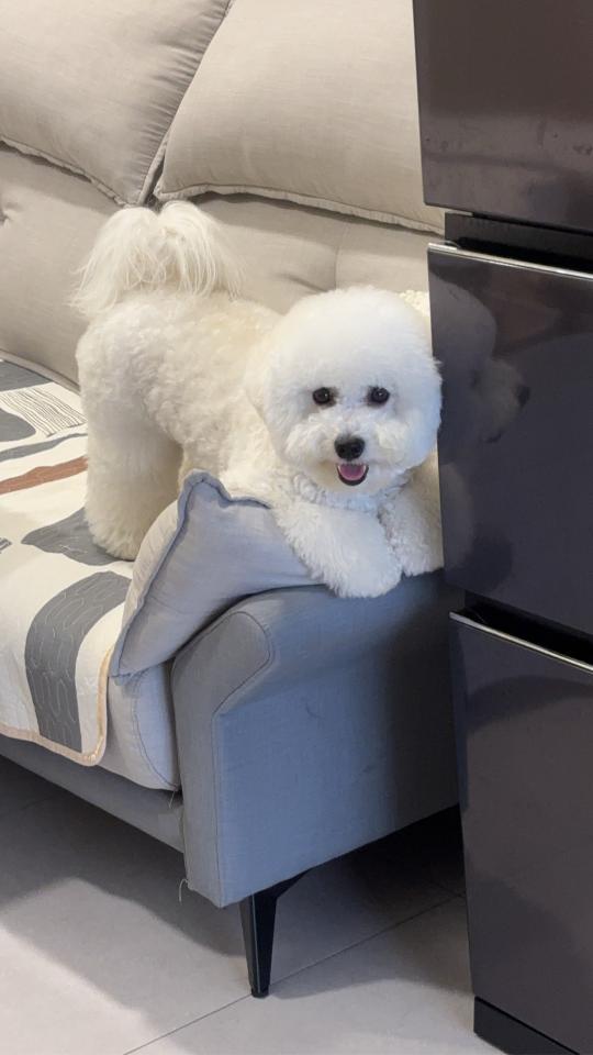 LINE貼圖製作案件圖片