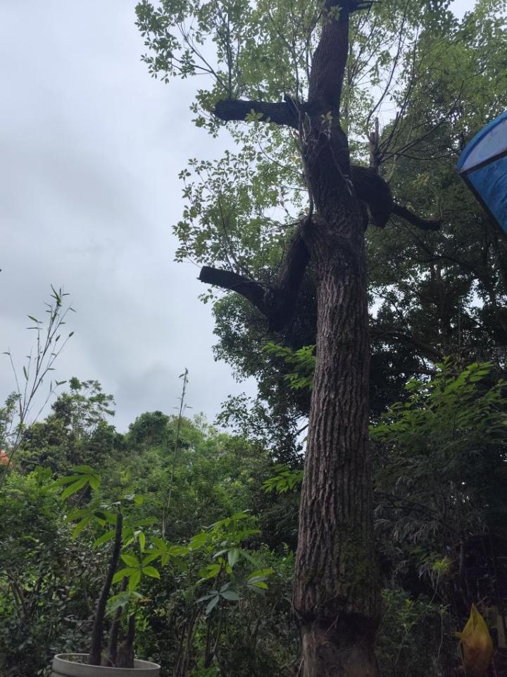 園藝維護案件圖片