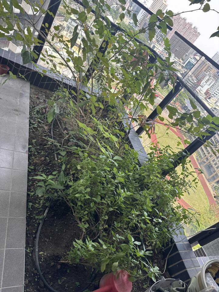 園藝維護案件圖片