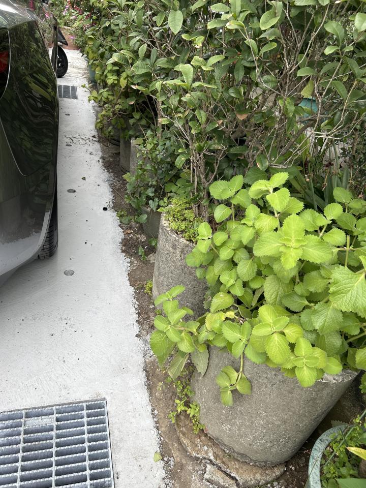 園藝維護案件圖片