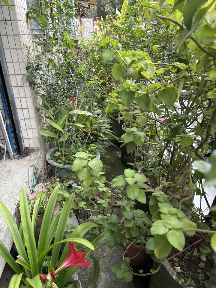 園藝維護案件圖片