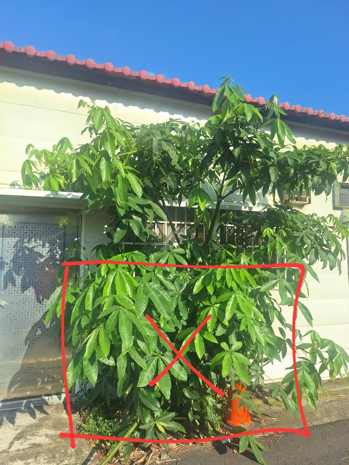 園藝維護案件圖片