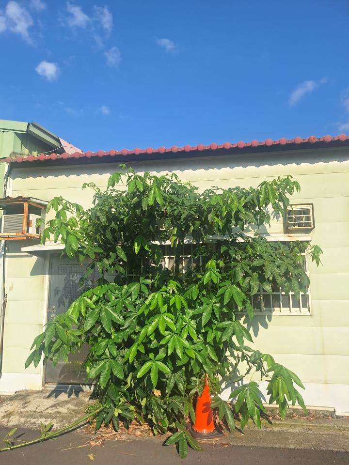 園藝維護案件圖片
