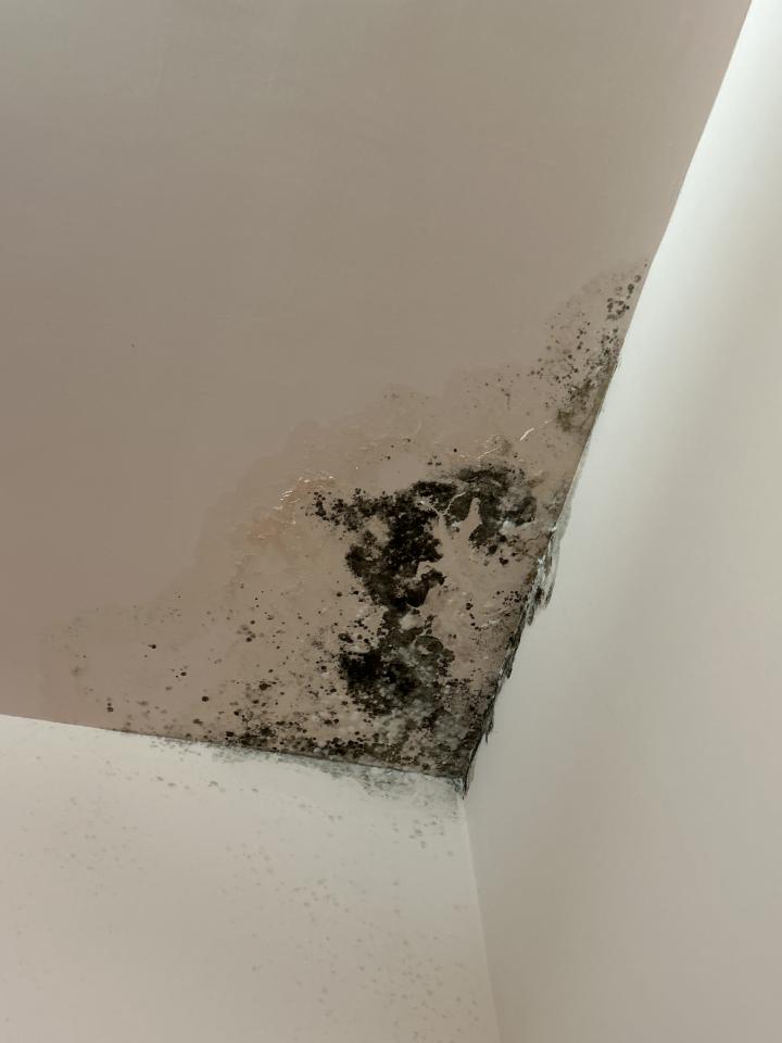 除霉案件圖片