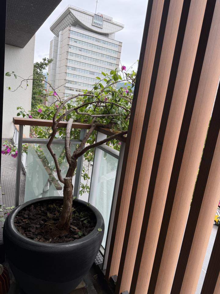 園藝維護案件圖片