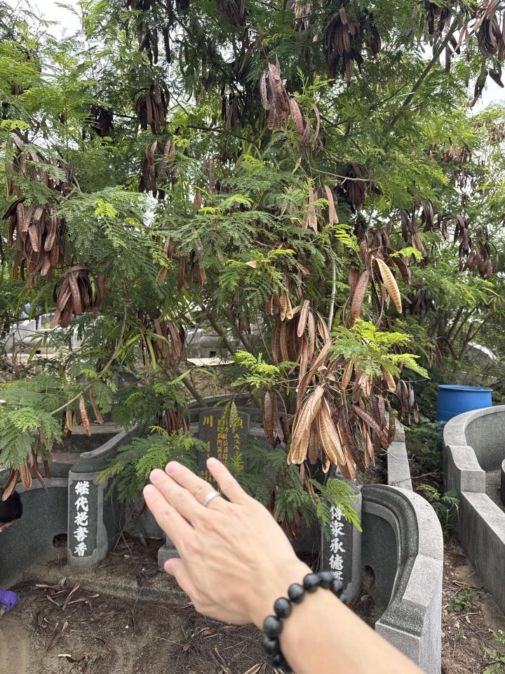 園藝維護案件圖片