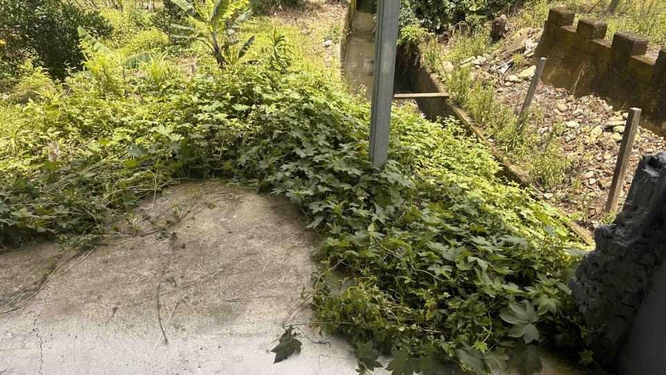 園藝維護案件圖片