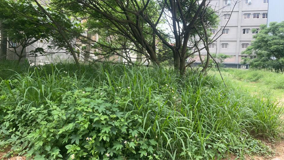 園藝維護案件圖片