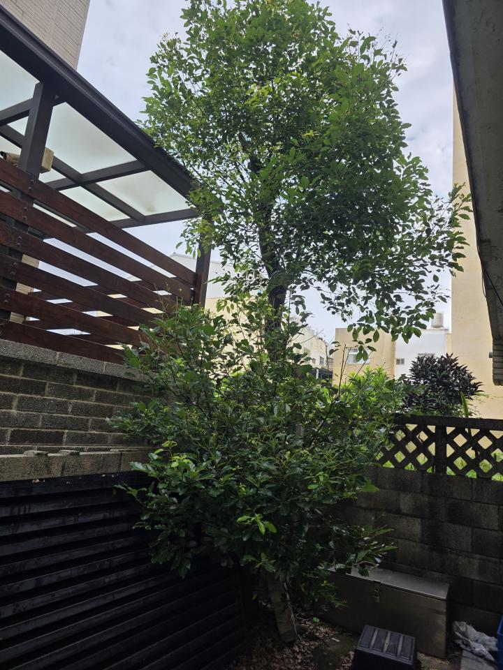 園藝維護案件圖片