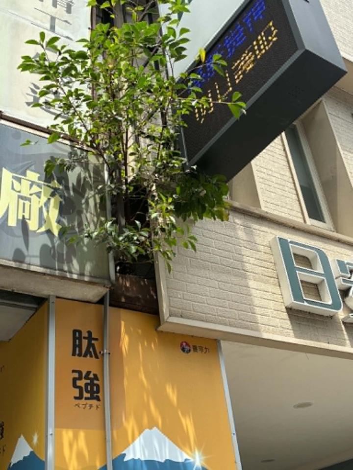 園藝維護案件圖片