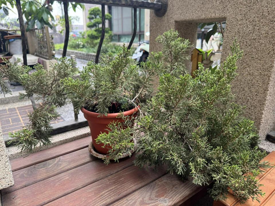 園藝維護案件圖片