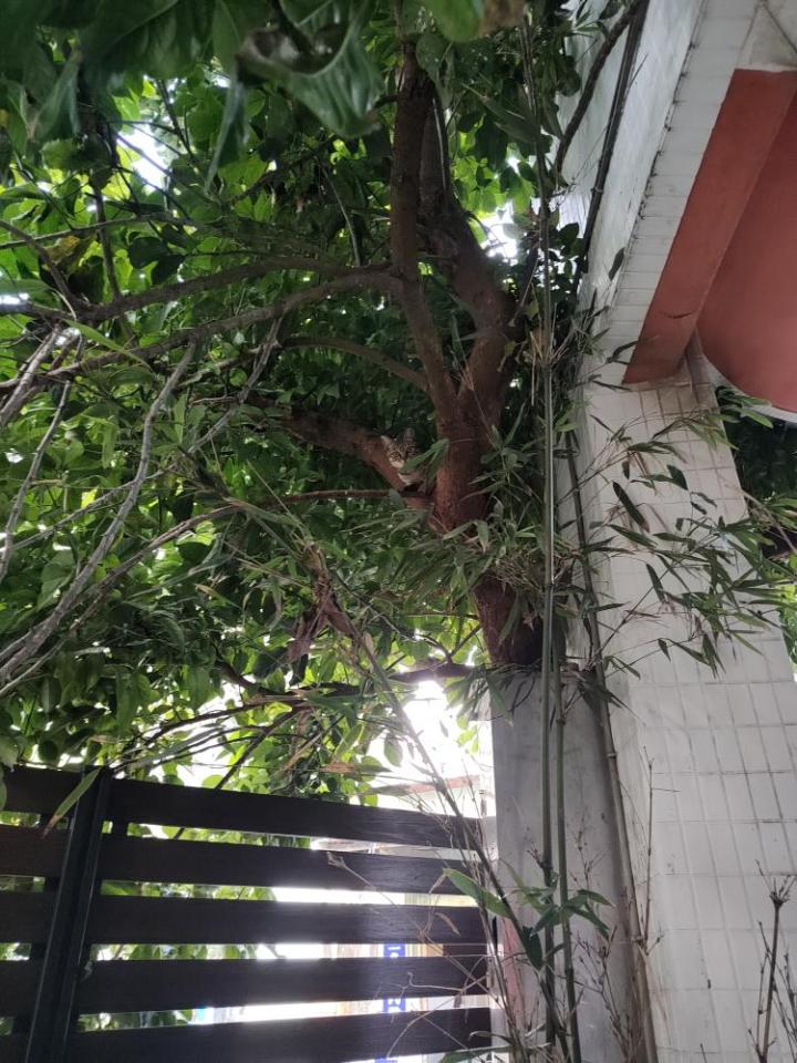 園藝維護案件圖片