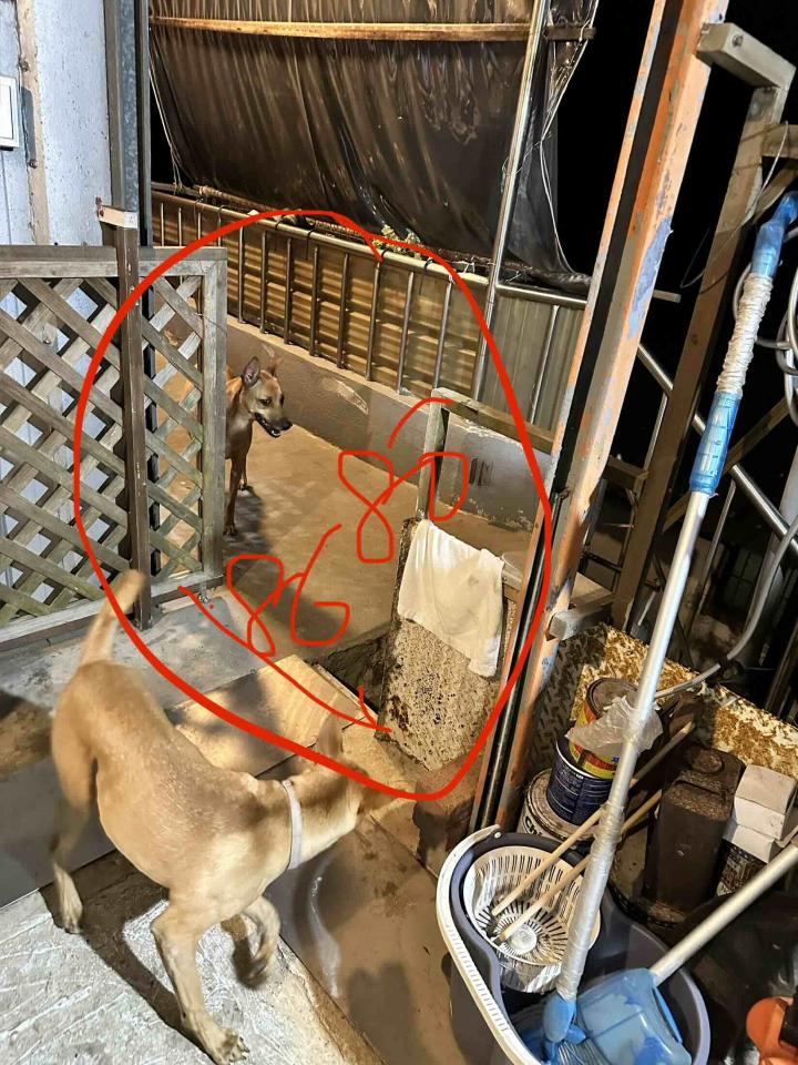 圍籬工程案件圖片