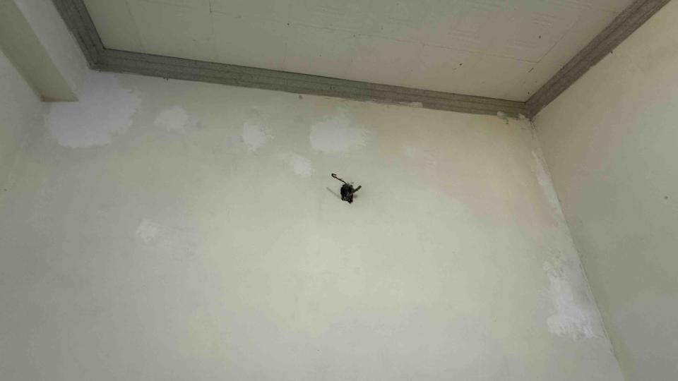 油漆工程案件圖片