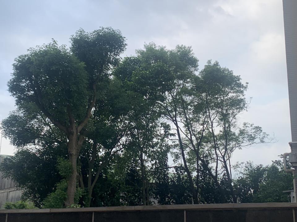 園藝維護案件圖片