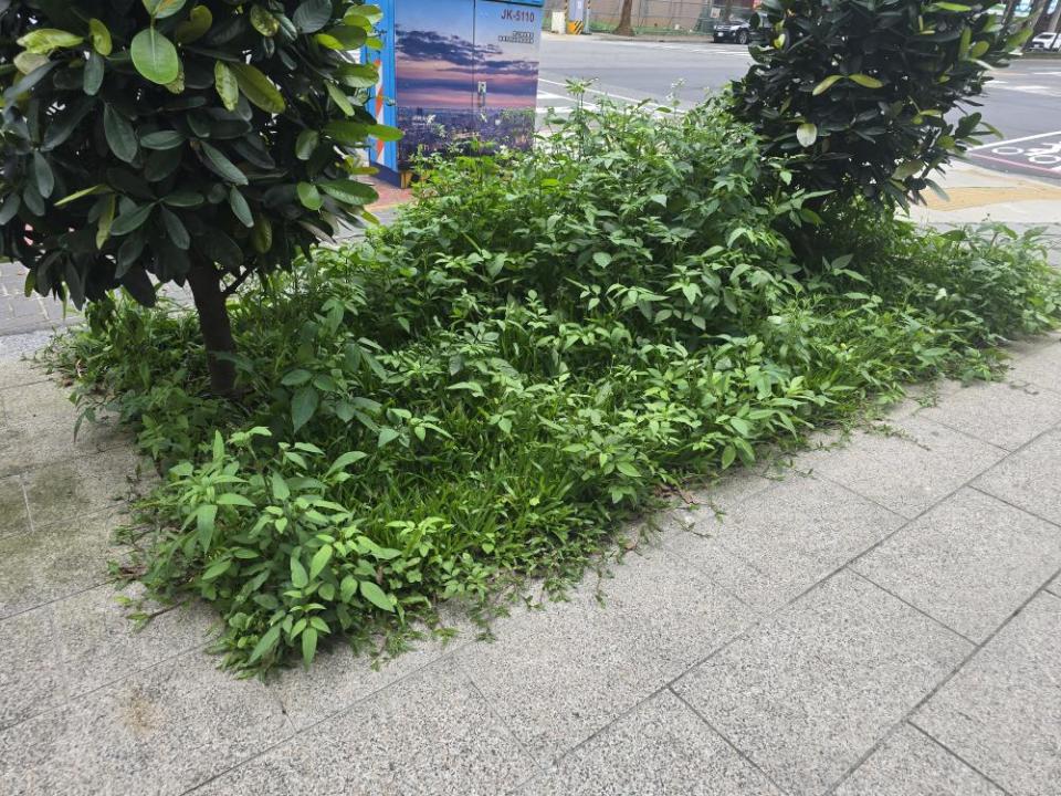 園藝維護案件圖片