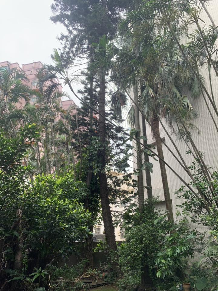 園藝維護案件圖片