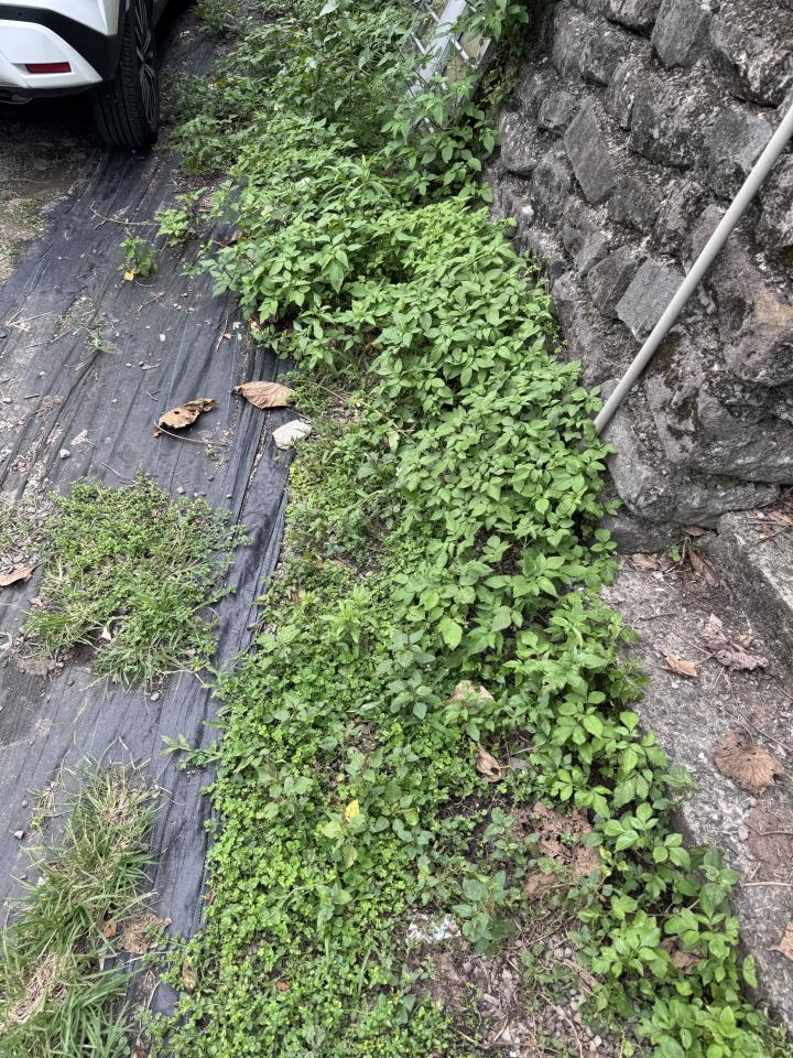 園藝維護案件圖片