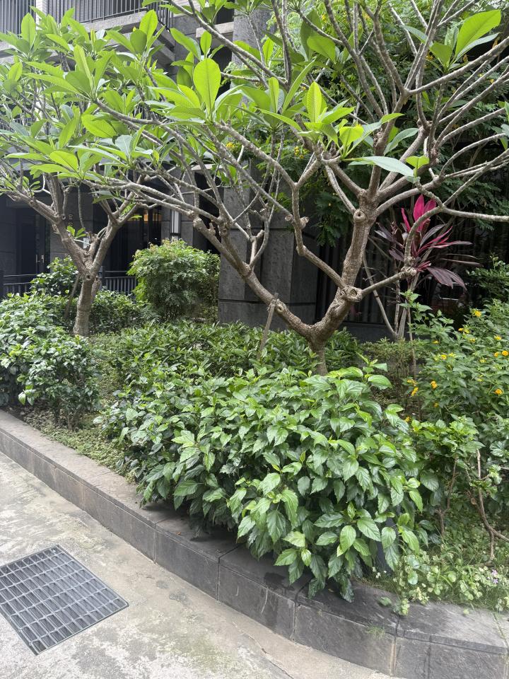 園藝維護案件圖片