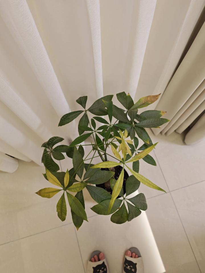 植物診療師案件圖片