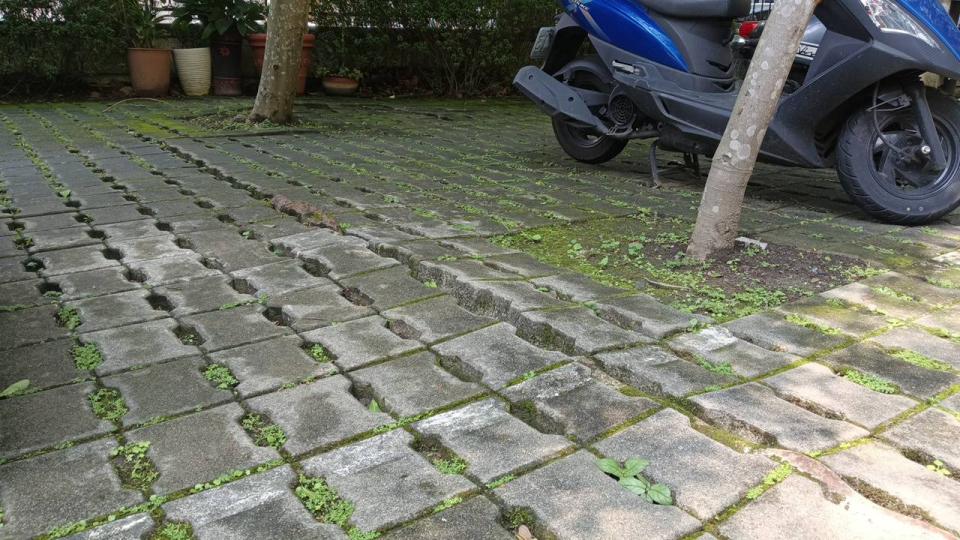 園藝維護案件圖片