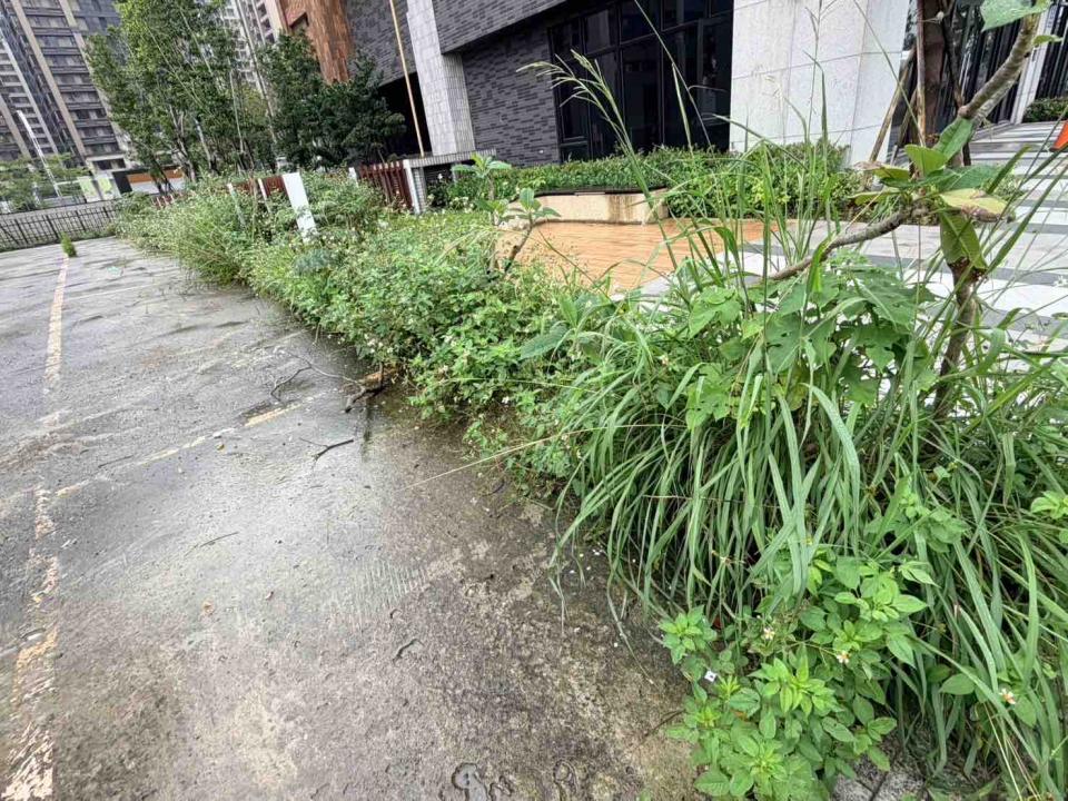 園藝維護案件圖片