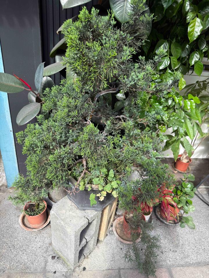 園藝維護案件圖片