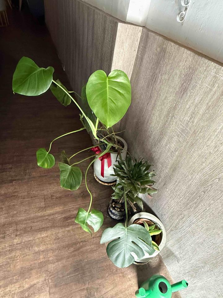 園藝維護案件圖片