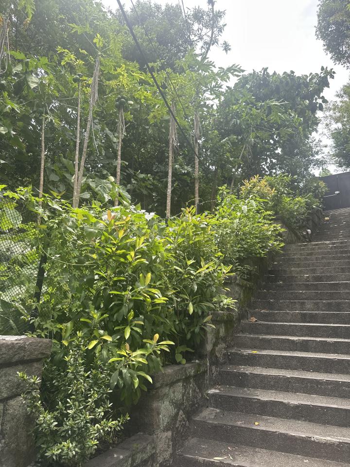 園藝維護案件圖片