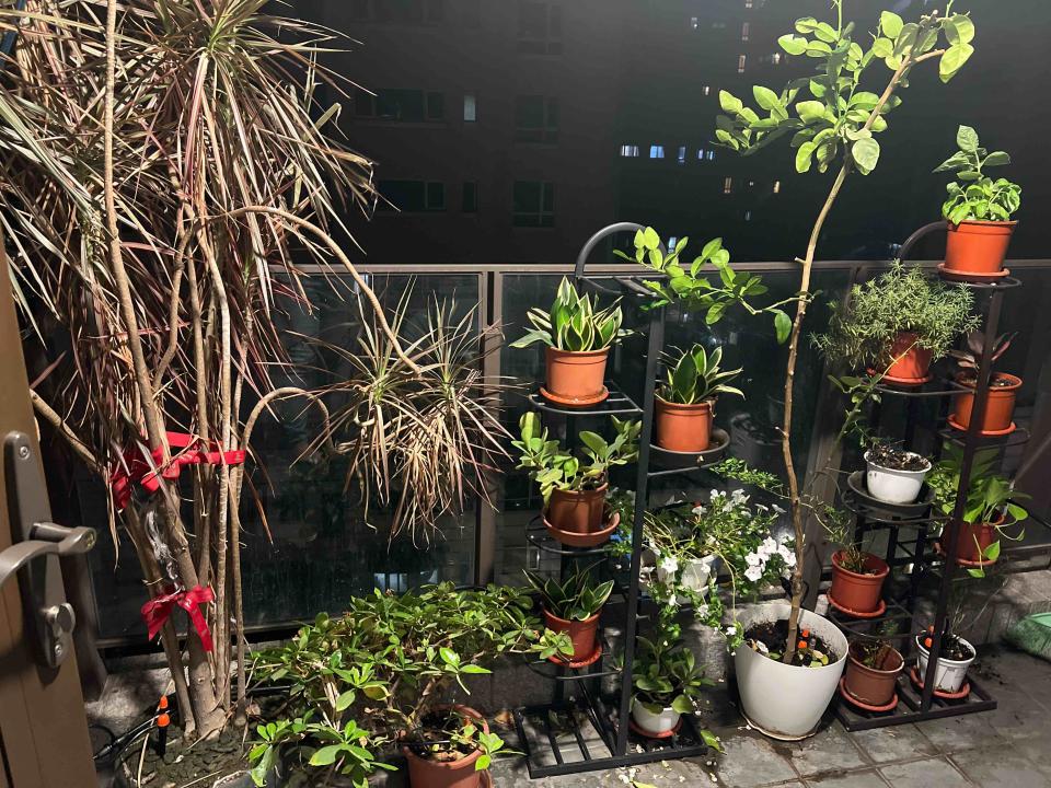 花園自動灑水系統案件圖片