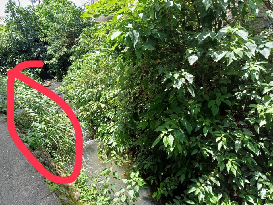 園藝維護案件圖片