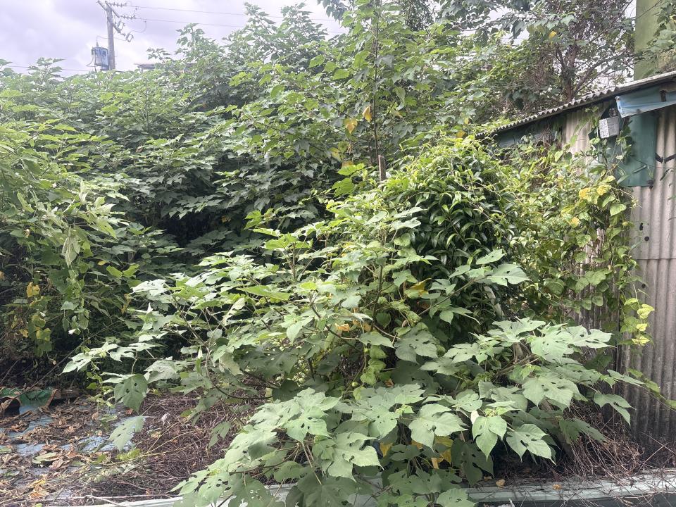 園藝維護案件圖片