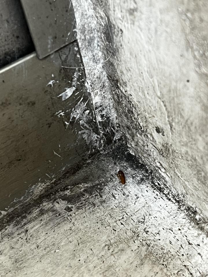 壁癌處理案件圖片